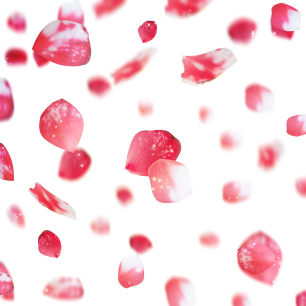 飞行的花瓣。春天的概念。图片下载