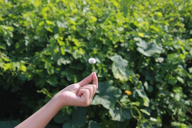 一手拿着蒲公英图片下载