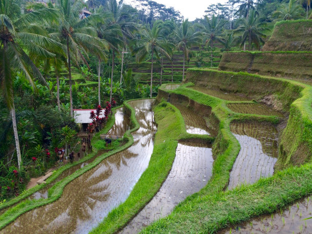 印尼sawa图片下载