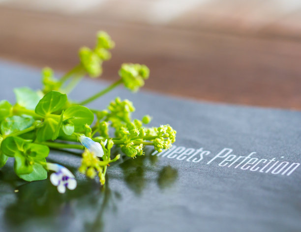 植物的背景图片下载