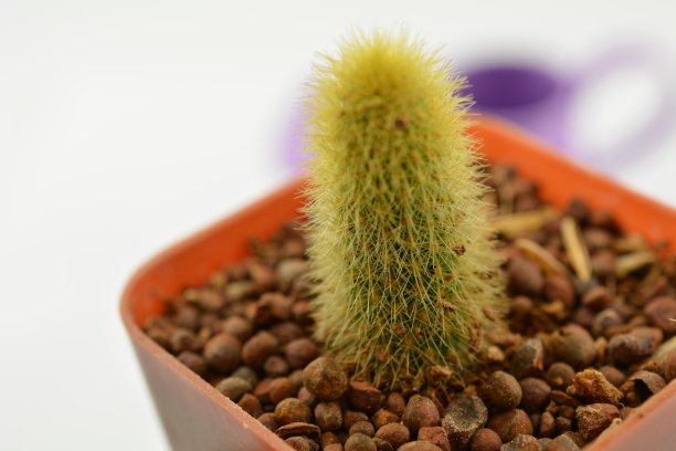 仙人掌在花盆后期加工成复古风格的图片图片下载