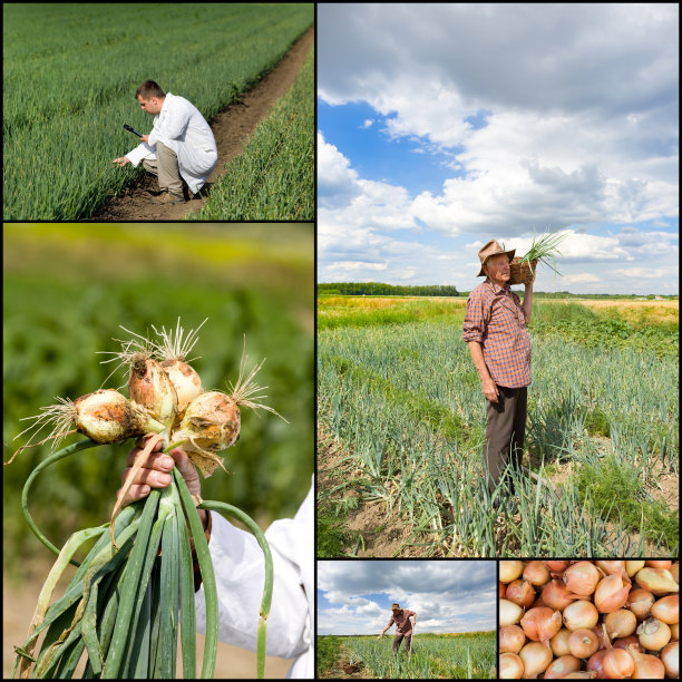 洋葱集合图片下载