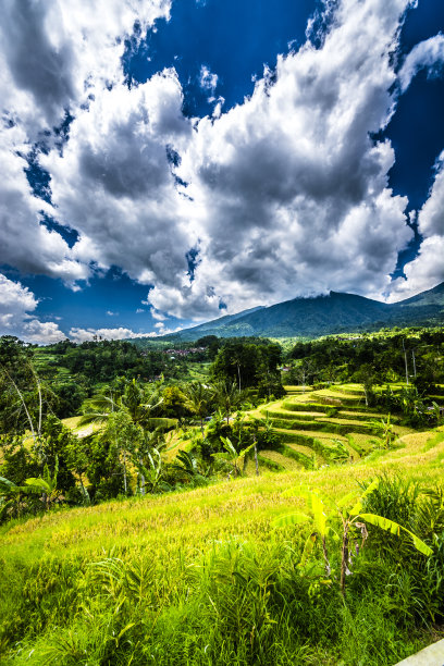 水稻梯田图片下载