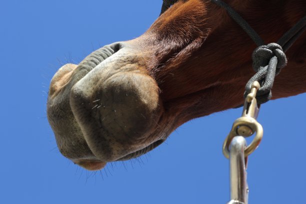 在马的下巴下面。图片下载