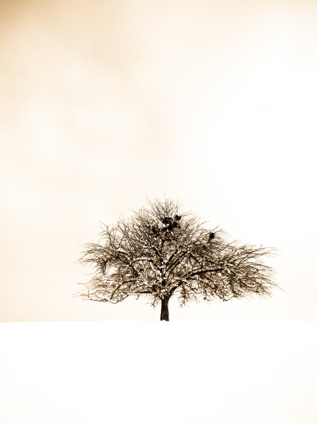 孤独的树图片下载