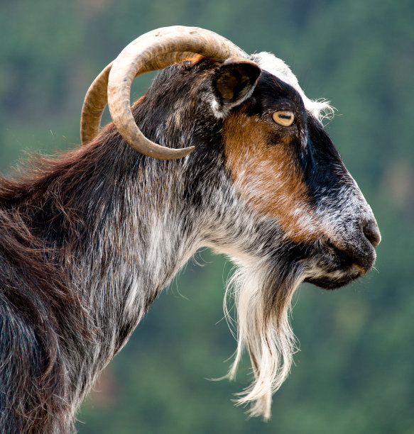 三色山羊的肖像图片下载
