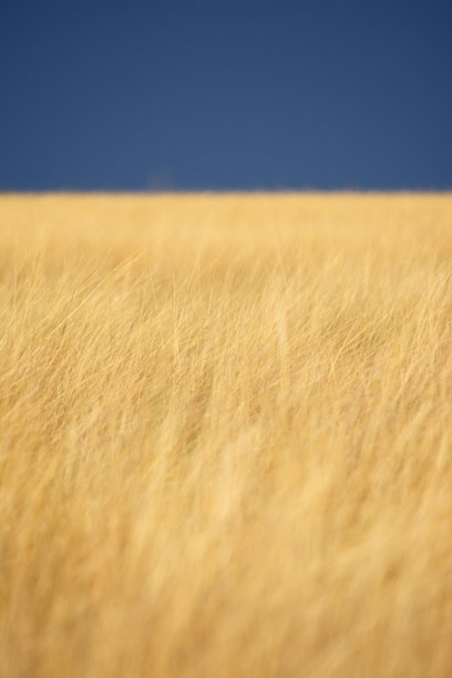 非洲乌云下的金色草图片下载