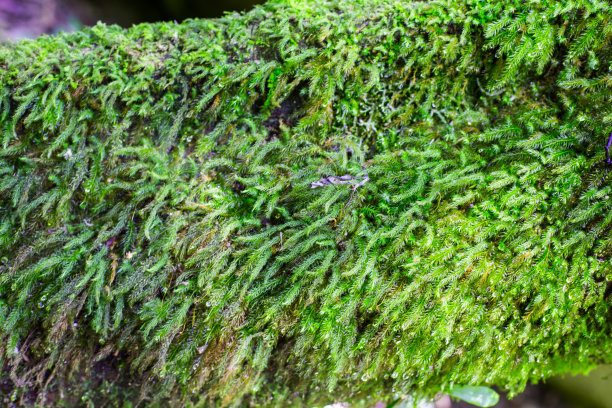 森林中的苔藓图片下载