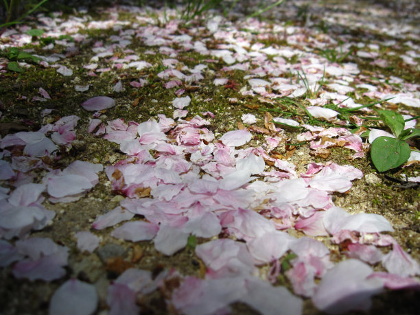 樱花的花瓣图片下载