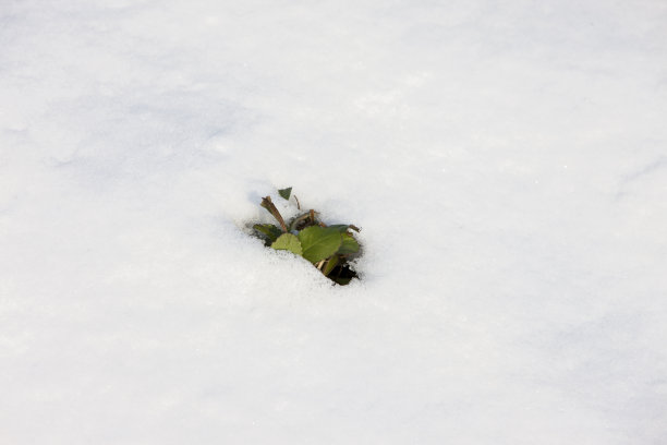 叶,雪图片下载