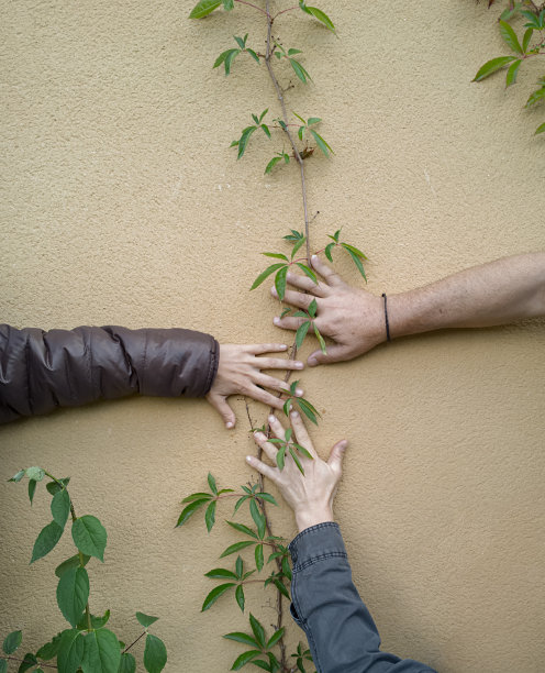 三手触摸爬满常春藤的墙壁图片下载