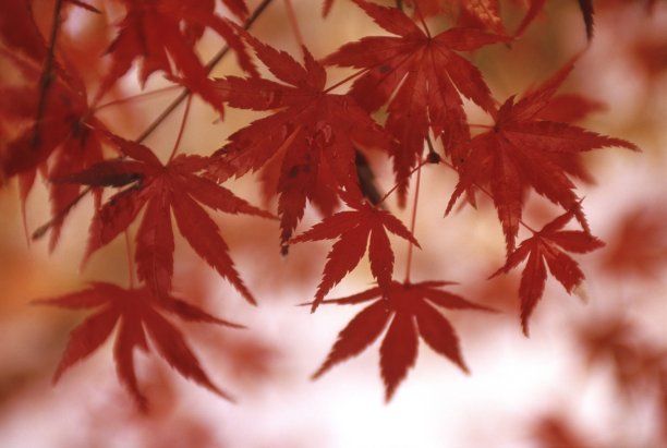 枫树叶图片下载