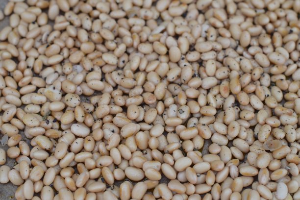 烤大豆图片下载