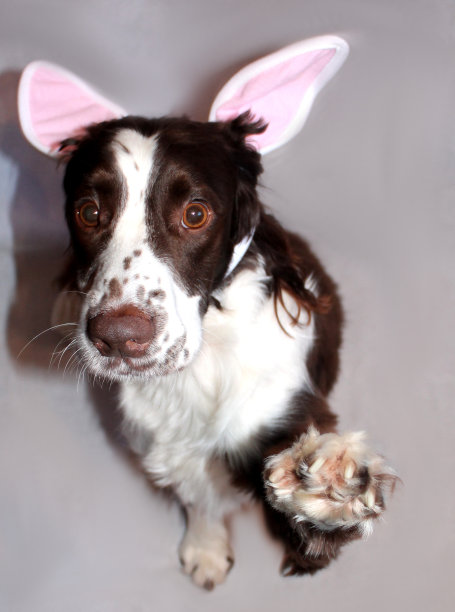 复活节曼尼图片下载