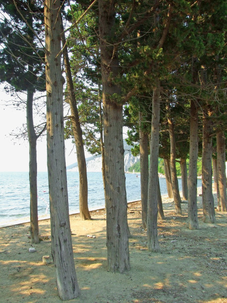 海滩上的松林图片下载