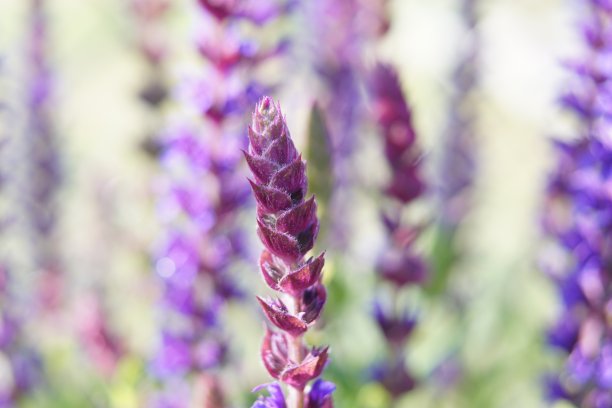 薰衣草图片下载