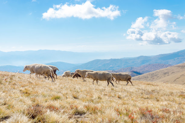 高山上的羊群素材图片