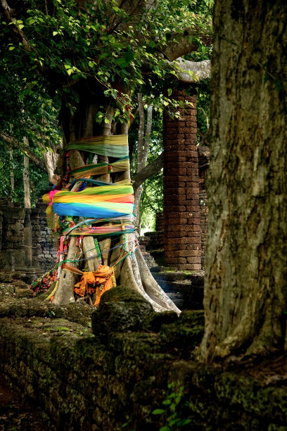 神圣的树图片下载