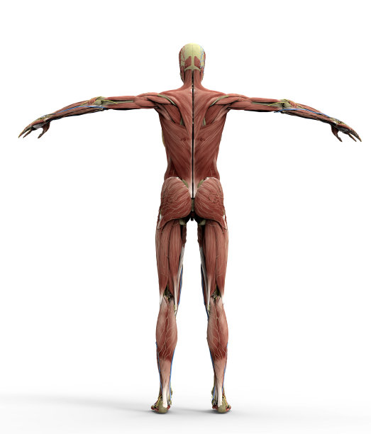 解剖一个女人在白色与剪切的路径图片下载