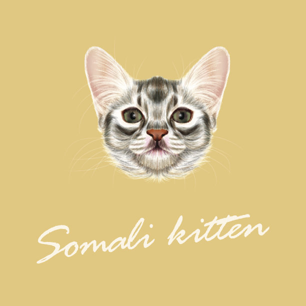 矢量插图肖像的索马里小猫。图片下载