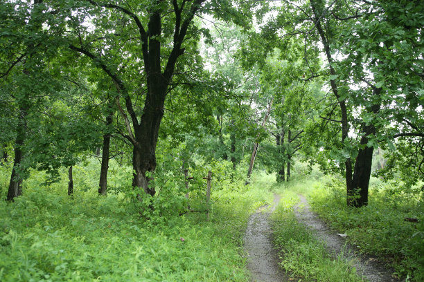 树林里的土路图片下载