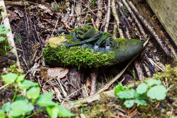 木质环境下的苔藓鞋图片下载