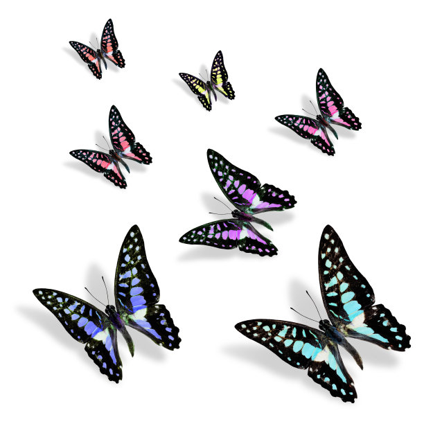 美丽的奇特蝴蝶飞着各种颜色，普通的杰伊图片下载