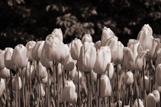 柔和的颜色的郁金香特写。乌贼健美的形象。图片下载
