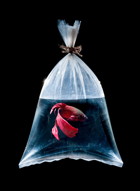 在塑料袋里打鱼图片下载