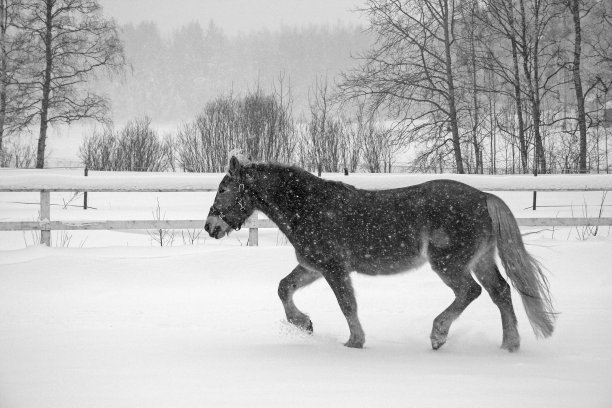 冬天的马在暴风雪中独自行走图片下载