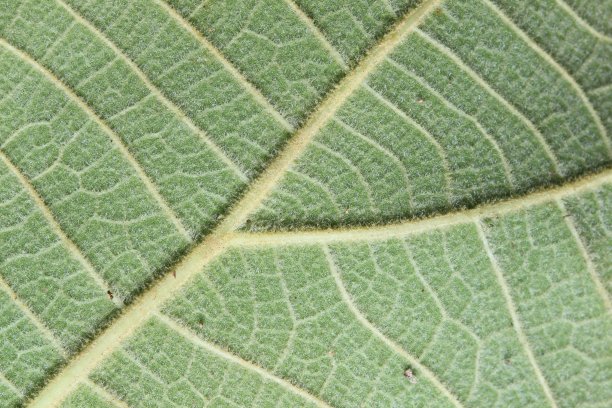 叶表面图片下载