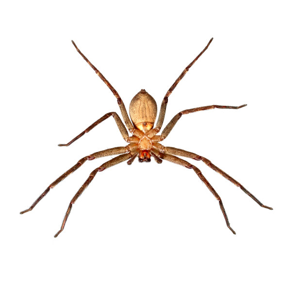 虫眼蜘蛛孤立图片下载