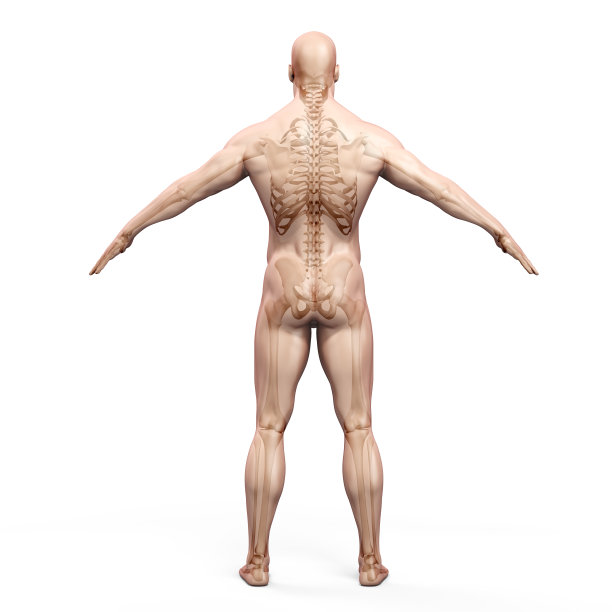 人体和骨骼的3d渲染图片下载