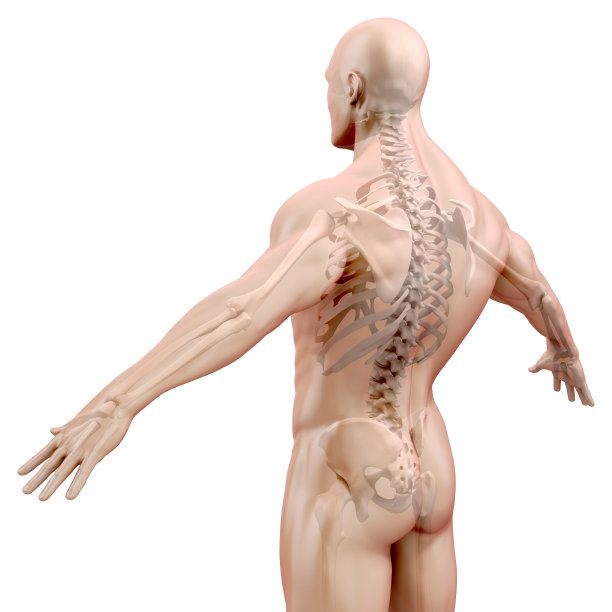 人体和骨骼的3d渲染图片下载