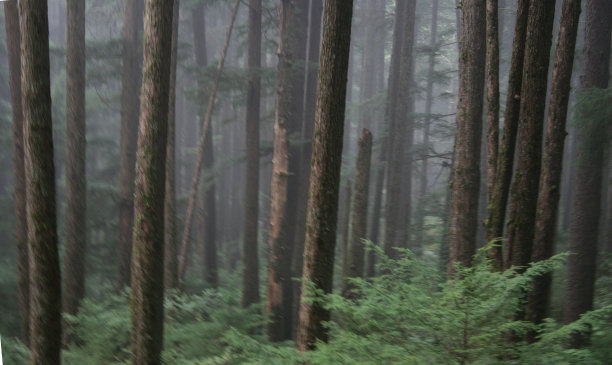 朱诺雨林图片下载