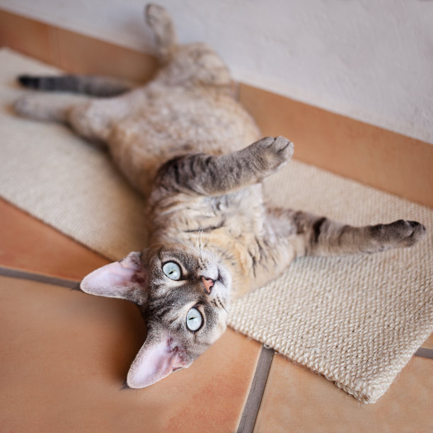 美丽的德文郡雷克斯猫躺在刮板上图片下载