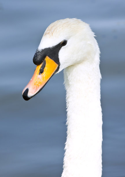 天鹅图片下载