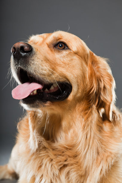 灰色背景下的金毛猎犬。影棚拍摄。图片下载