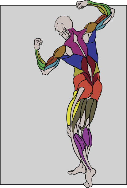 男性健美者背影视图图片下载