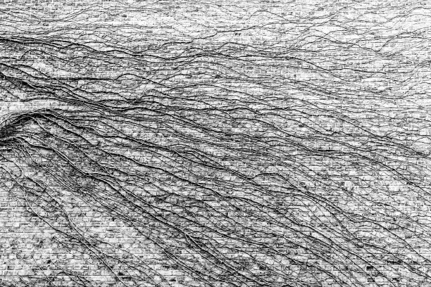 枯死的常春藤长在墙上图片下载