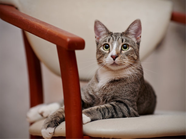 条纹的猫的谎言图片下载