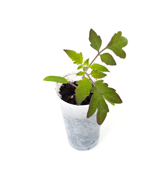 番茄幼苗图片下载