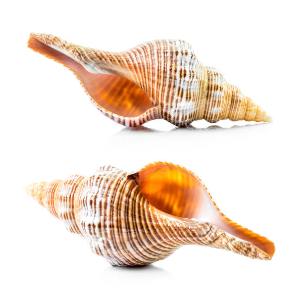 海贝壳图片下载