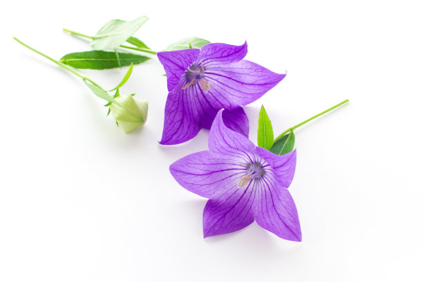 紫色的花，气球花或风铃花的芽和叶图片下载