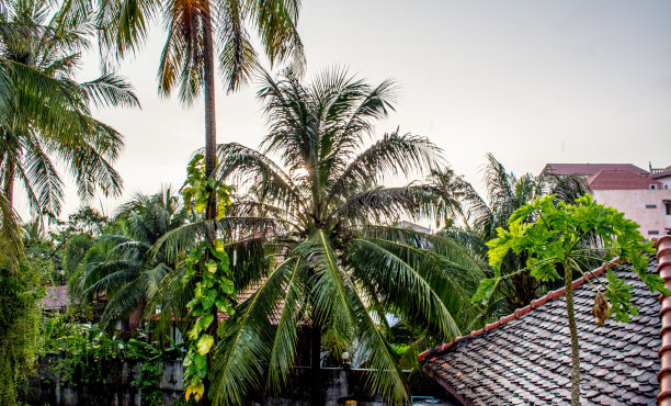 老挝的房屋屋顶和棕榈树。图片下载