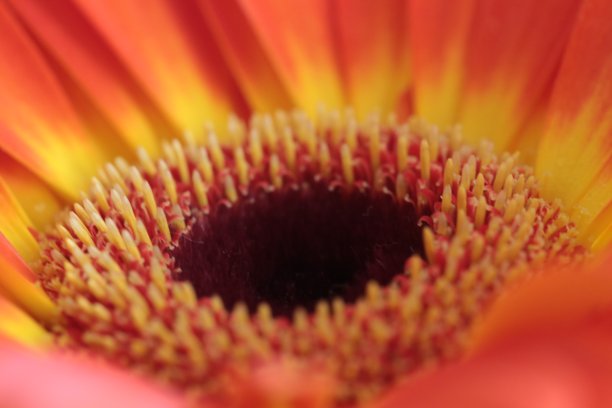 非洲菊图片下载