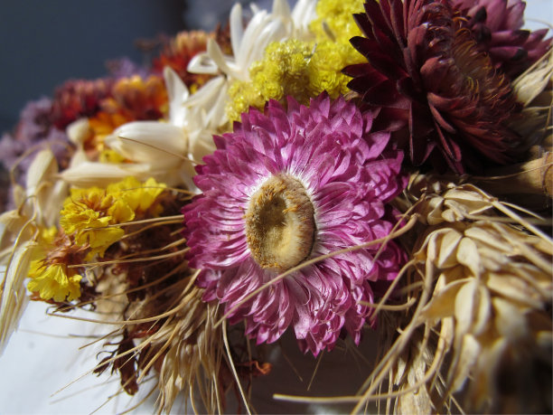 一束干花和罂粟花图片下载