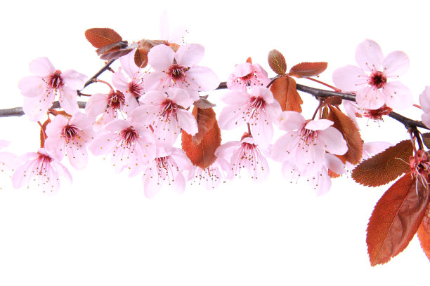 紫叶李图片下载