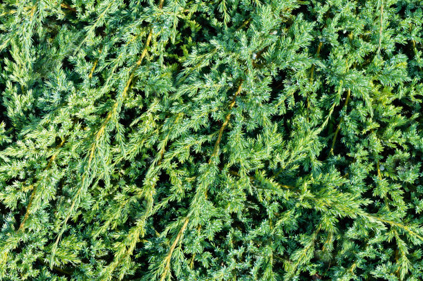 背景是绿色的杜松灌木。图片下载