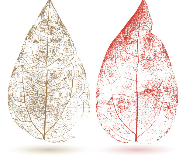 向量叶孤立。图片下载